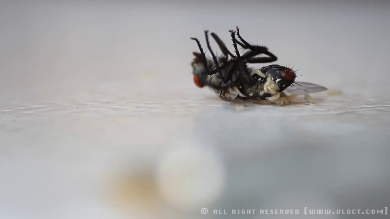 Mouche morte qui donne naissance a ses asticots! Horrible...