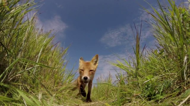 Fox Tries To Eat GoPro Camera