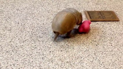 Armadillo Playing Is The Cutest