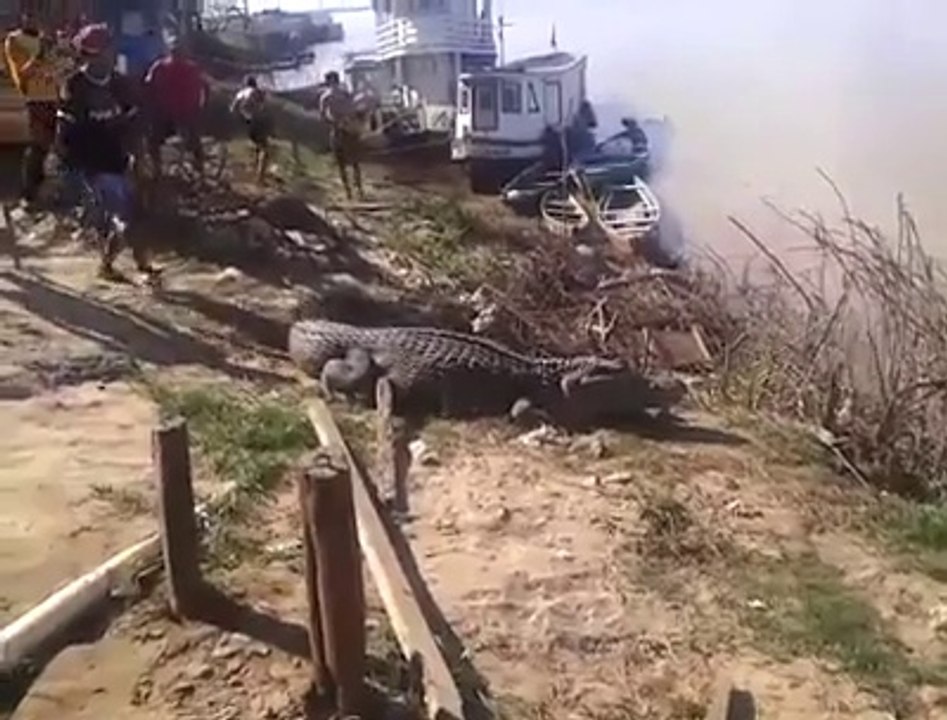 Marcher sur un alligator endormi! Dingue