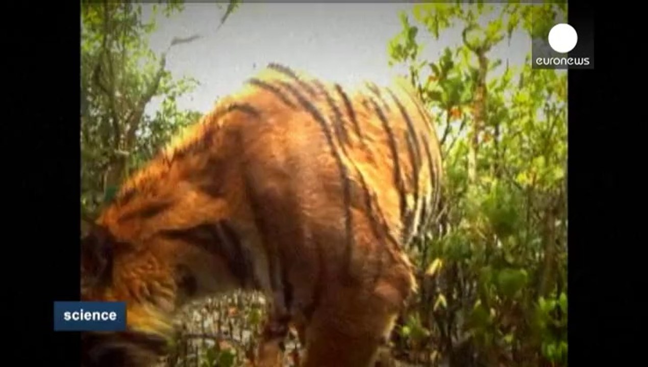 Combien reste-t-il de tigres ?