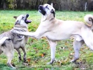 Aslanda Goutte Noire _ Berger d'Anatolie