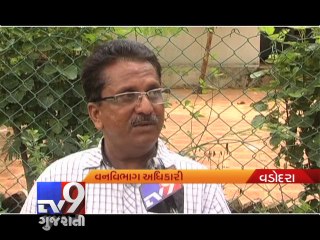 Vadodara's crocodile menace returns to haunt - Tv9 Gujarati