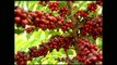 Preço do café conilon preocupa produtores rurais no ES