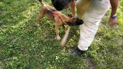 malinois fils de Demi lune