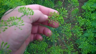 My Garden Update, July 28, 2014