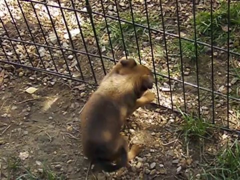 john fitzgerald kennedy du domaine des cotieres / petit brabancon