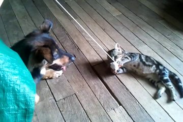 Quand chien et chat jouent avec le même jouet