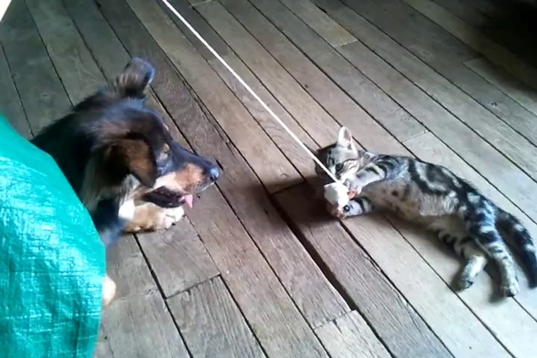 Quand chien et chat jouent avec le même jouet