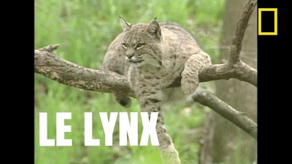 Le Lynx, félin insaisissable [National Geographic]