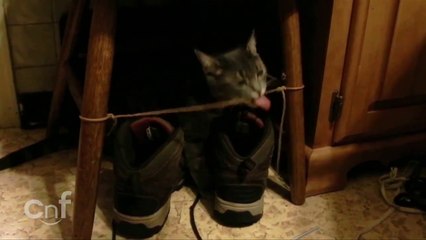 Funny Cat Licks String