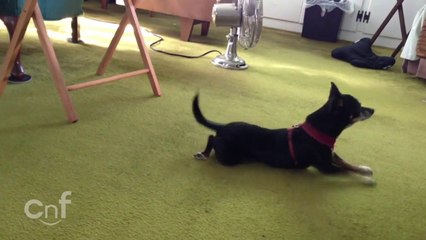 Tick Tock, Clockwork Dog