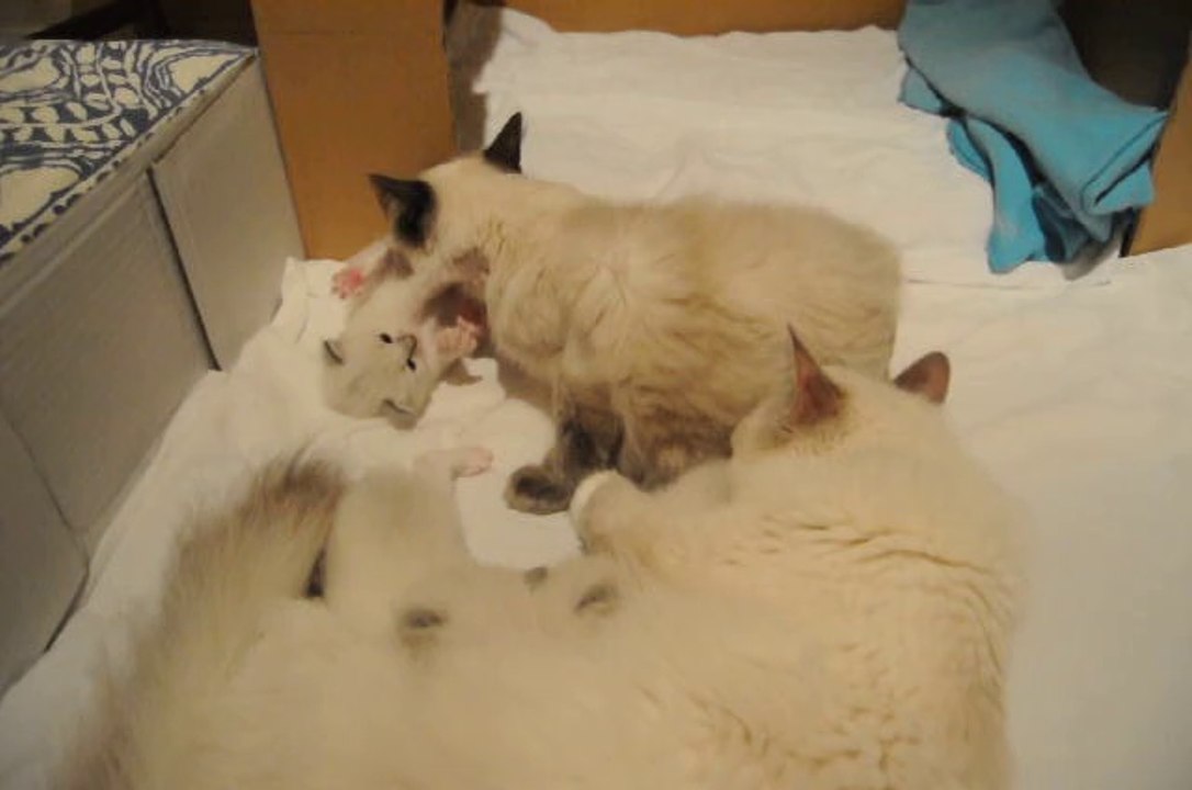 Portée chatons de Arizona et Gandhi