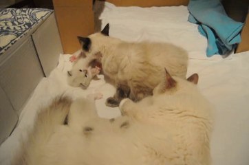 Portée chatons de Arizona et Gandhi