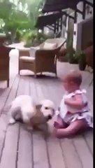 Köpek ve bebeğin harika oyunu