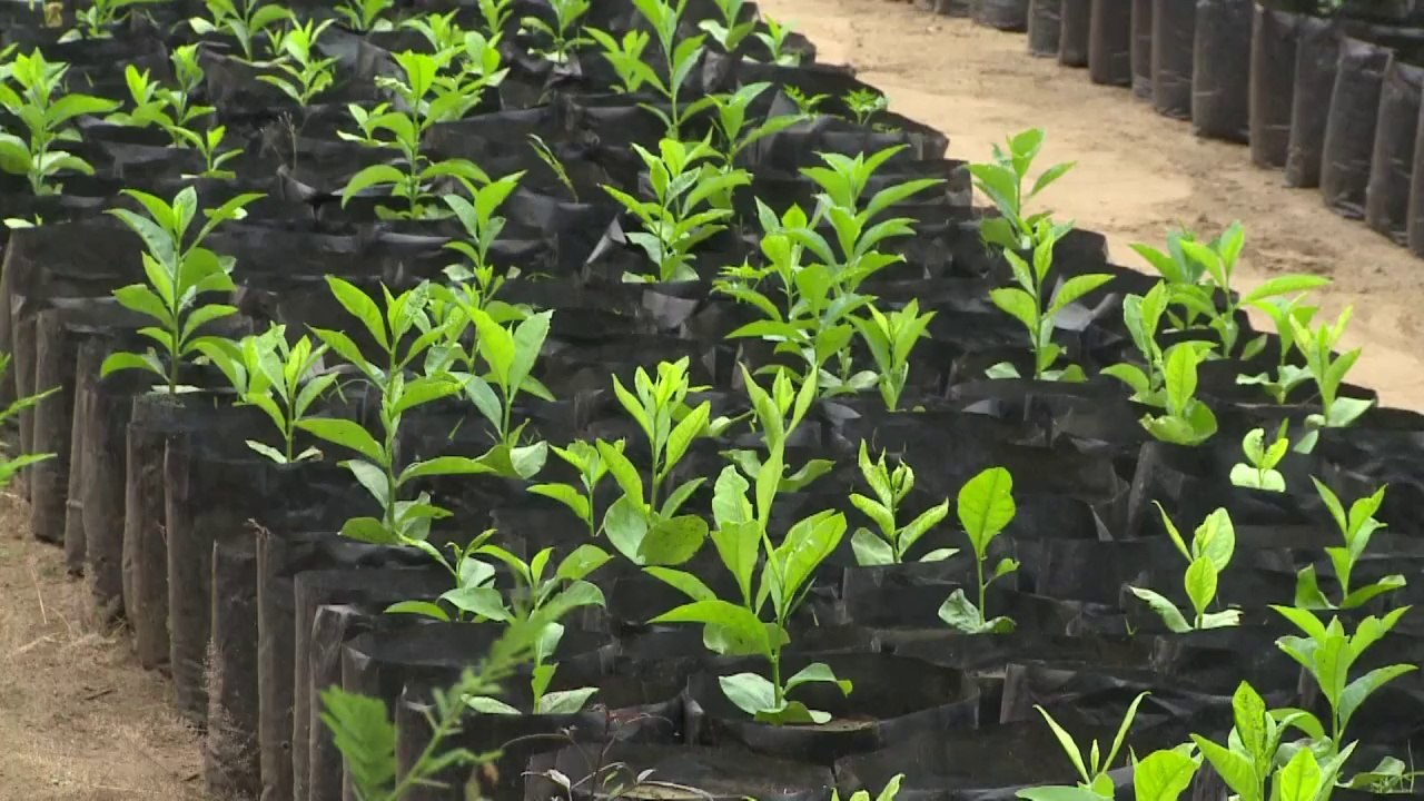 Kenia: Kampf für Elefanten und gegen Klimawandel