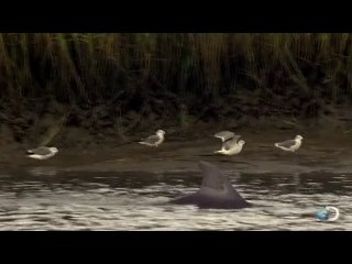 Dolphins Hunt In A Way You've Never Seen Before