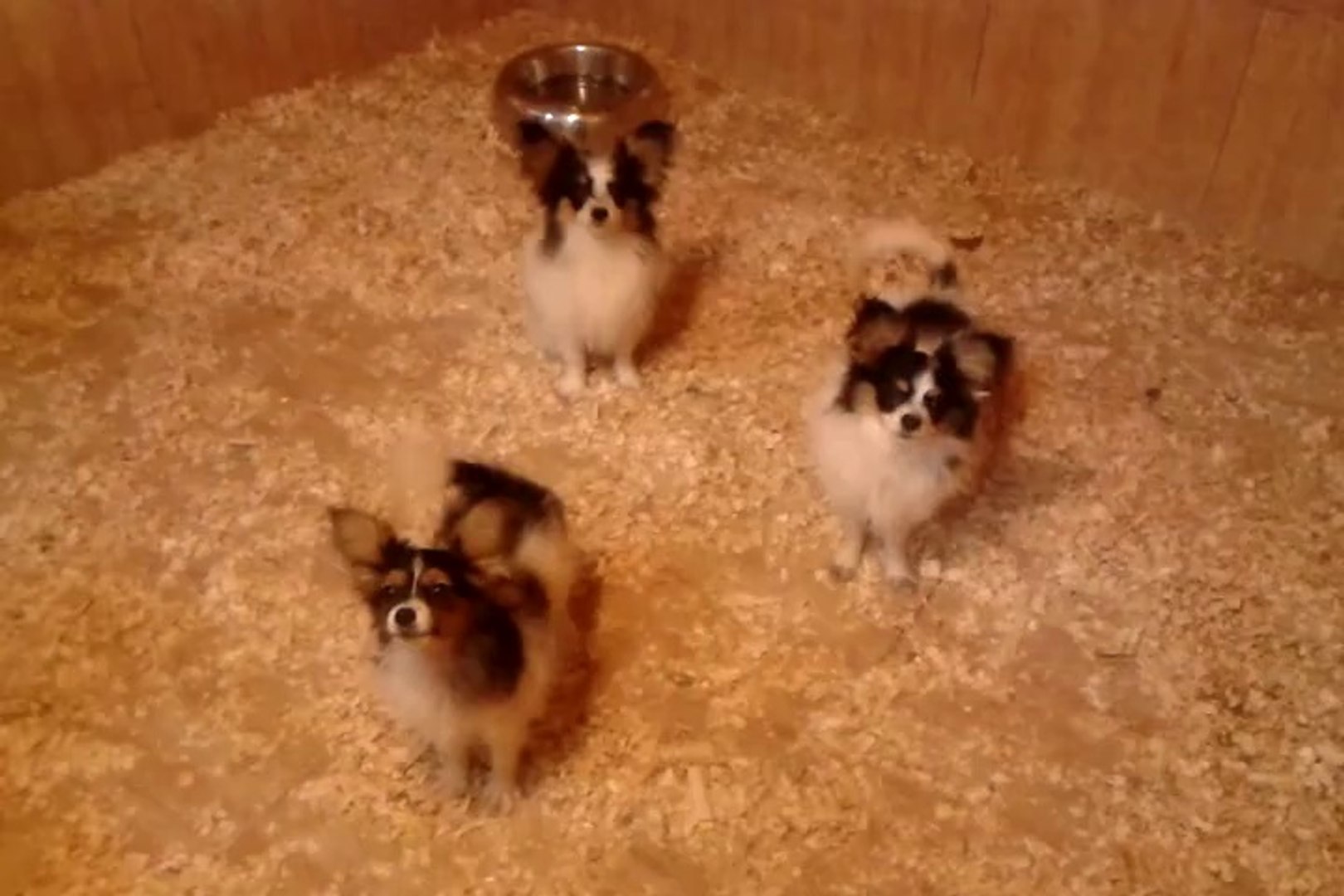 Satilik Papillon Yavrulari 0534 467 69 79 Her Ile Teslim Dailymotion Video