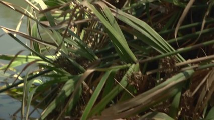 Beast Beneath - Theatrical Trailer