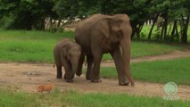 Bébé éléphant rencontre petit chat. Trop mignon!