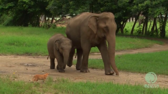 Bébé éléphant rencontre petit chat. Trop mignon!