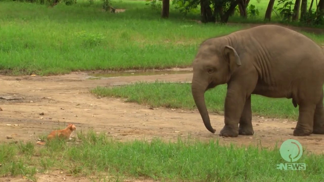 Baby Elephant Meets A Cat
