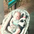 Baby And Puppy Snuggle In Bouncy Chair