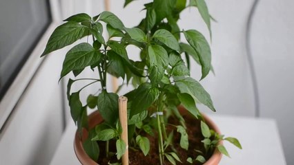 Nikkor 35mm Lens Video Sample Test