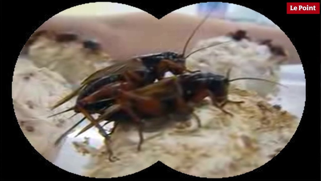 Nos amies les bêtes de sexe : Le criquet sud-africain