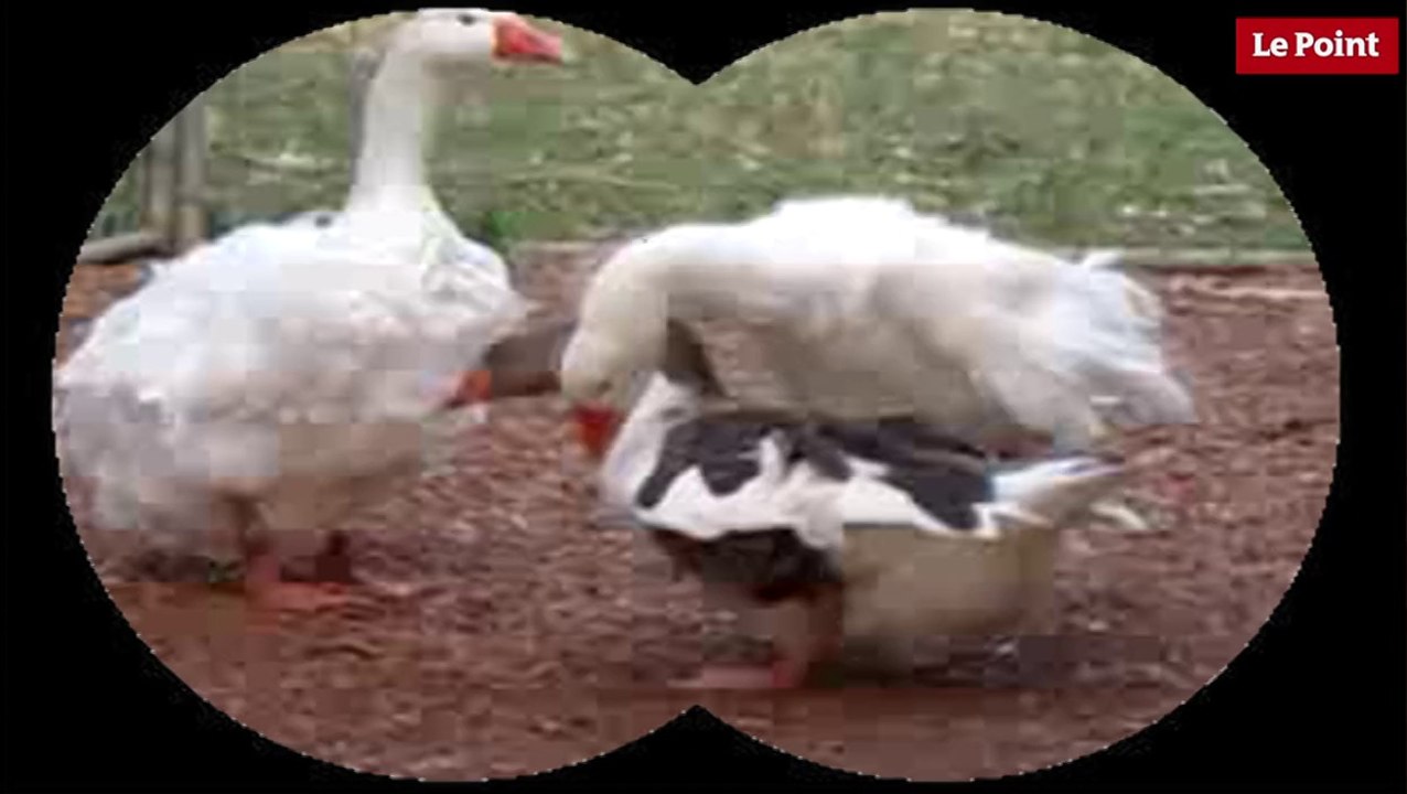 Nos amies les bêtes de sexe : L'oie cendrée