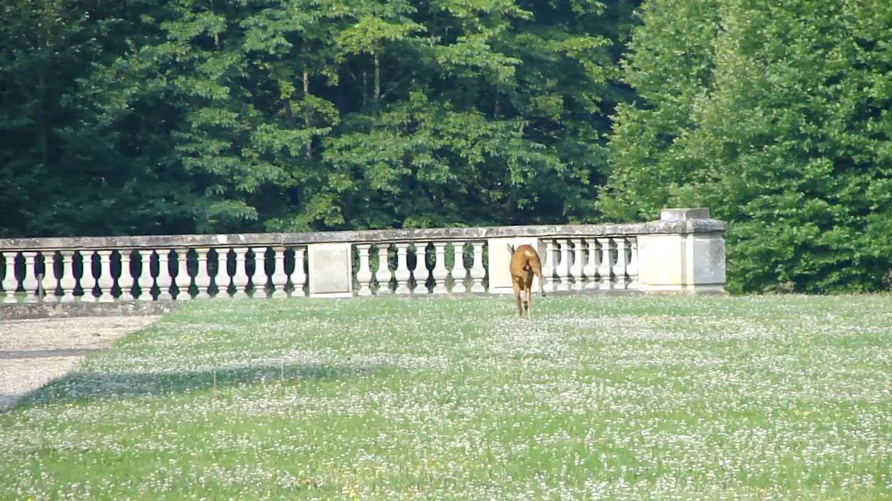 Biche vue dans le parc du Château de Méry