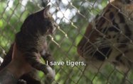 Des chats pour sauver des tigres mis en scène par Greenpace
