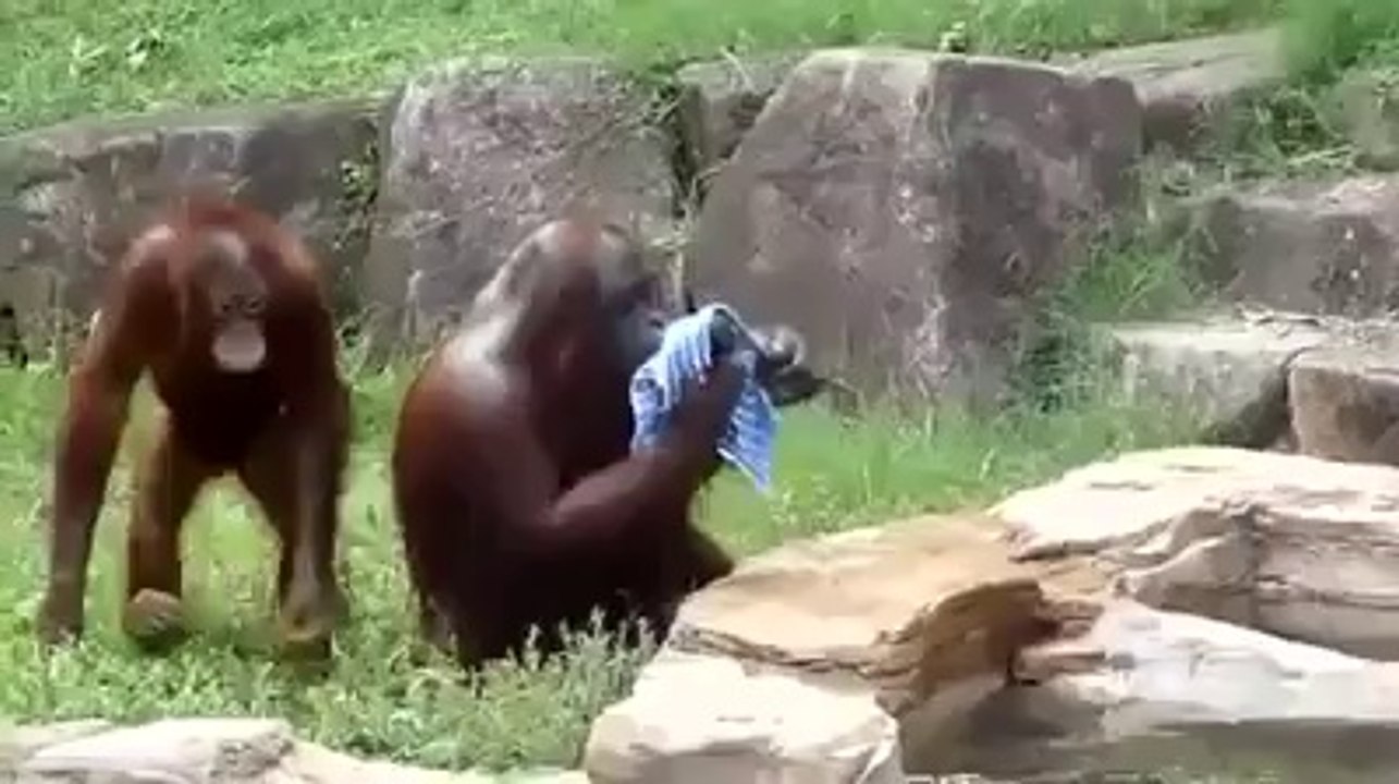 Sıcaktan Bunalan Orangutan Bakın Nasıl Serinlemeye Çalıştı!