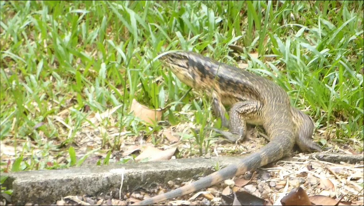 varan