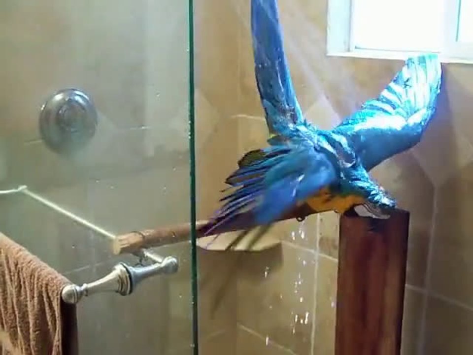 Papağanın banyo keyfi