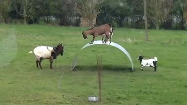 Goats Playing with Metal Sheet