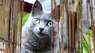 Vietnam Cat Owners Fear Their Pets Could End Up On Restaurant Tables