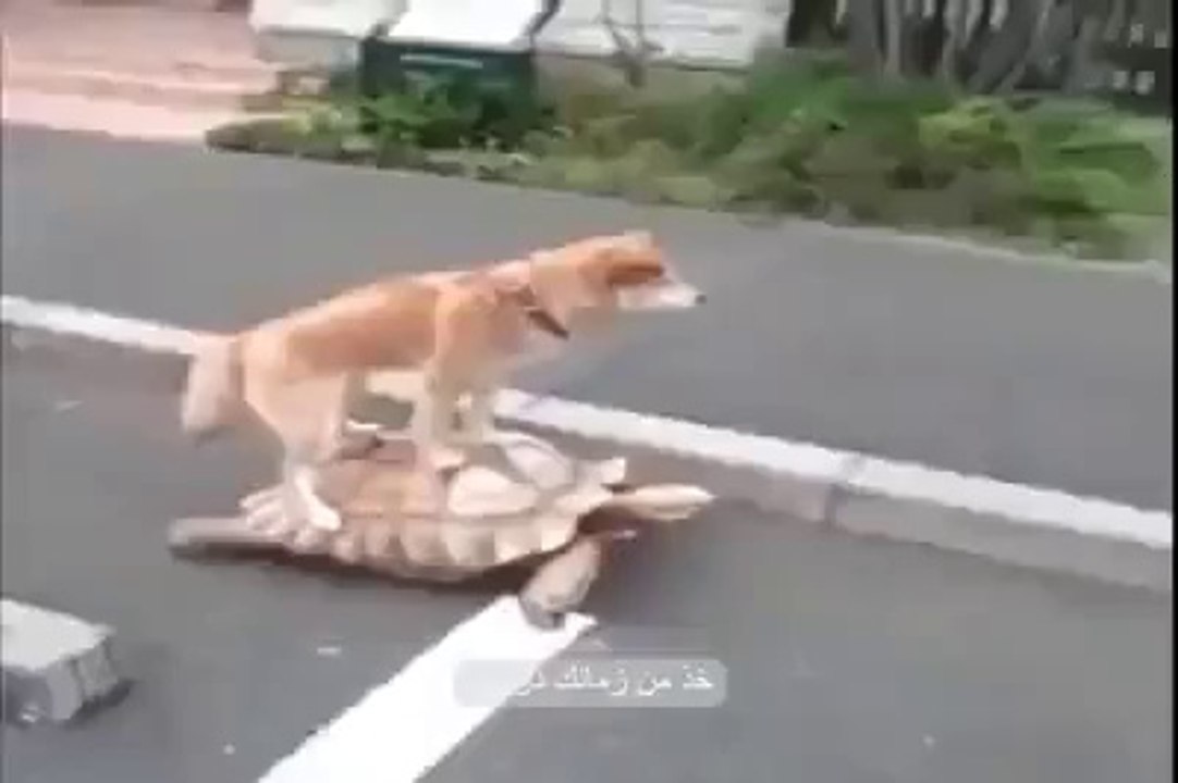 Dog Riding a Tortoise very fast