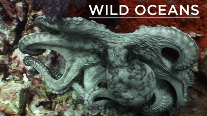 Eerie ghost pipefish & an angry octopus squirts ink