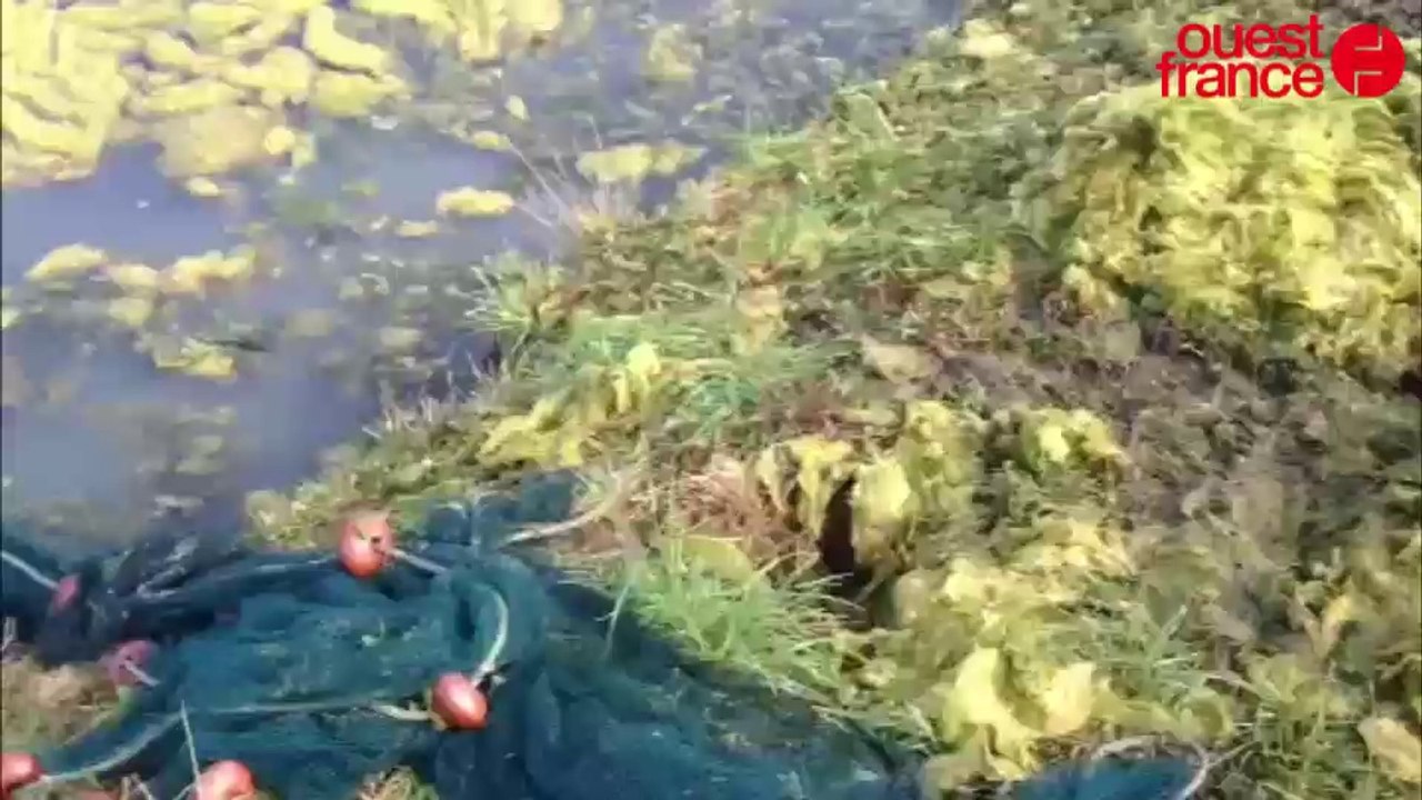 Les algues des salines du Bréno évacuées