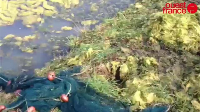 Les algues des salines du Bréno évacuées