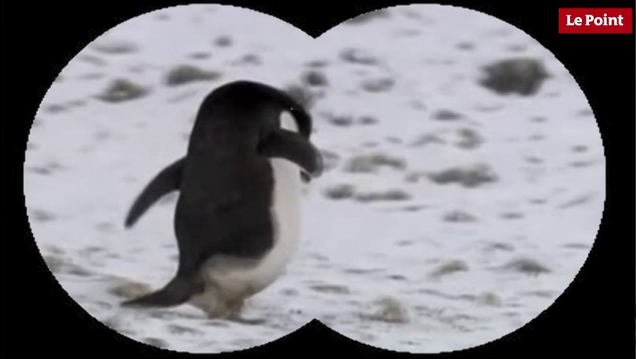 Nos amies les bêtes de sexe : Le manchot d'Adélie