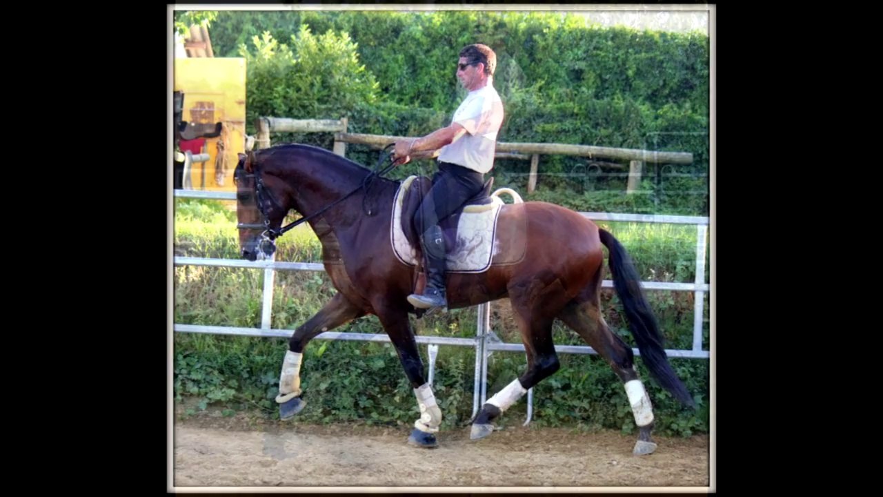 Elegante (CM)