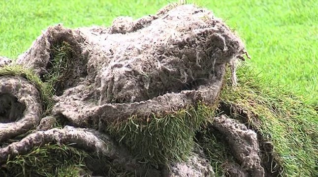 L'installation de la nouvelle pelouse de Geoffroy-Guichard