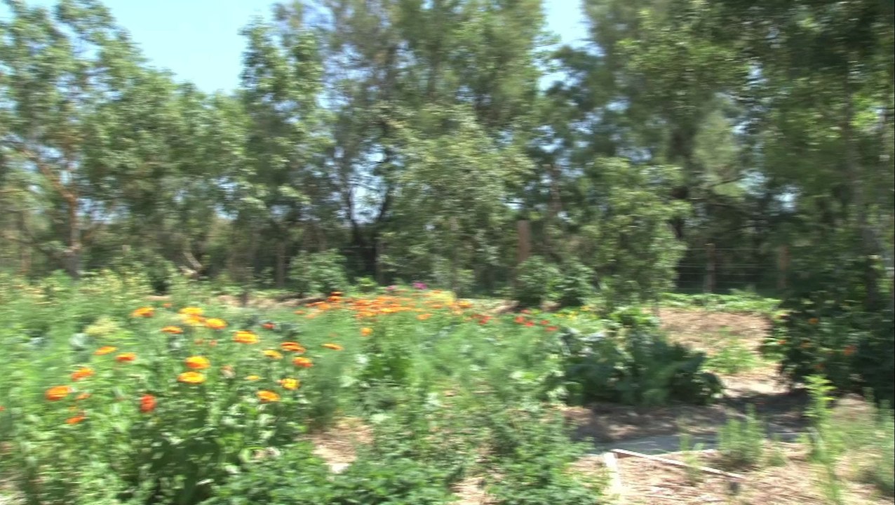 Les marais du Vigueirat en calèche...