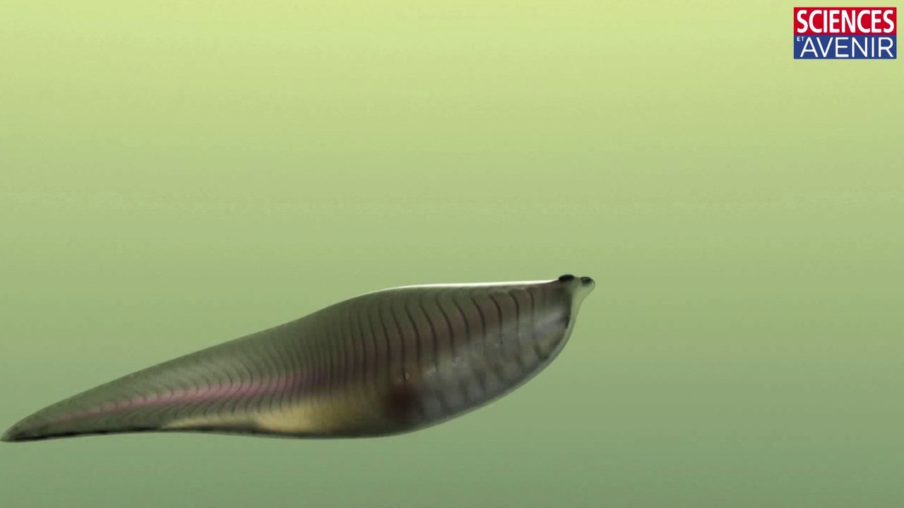 Ce poisson est notre ancêtre