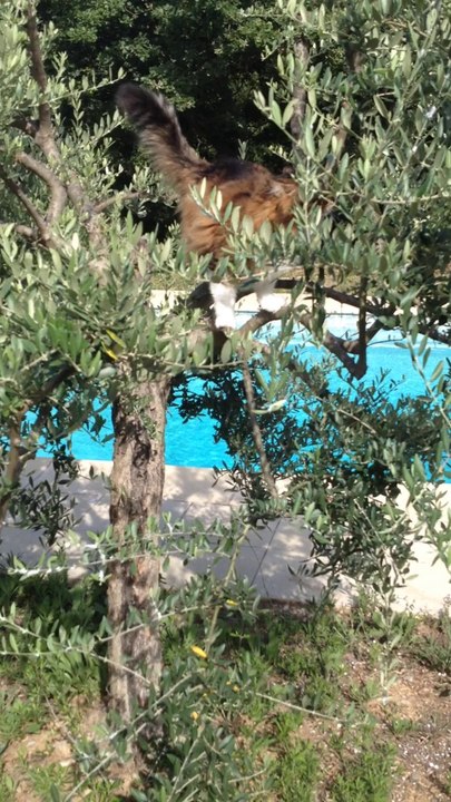 CHAT PERCHE