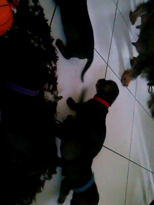 chiots teckels 1 mois