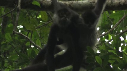 Décollage immédiat/ Singes araignée sur le trek maya