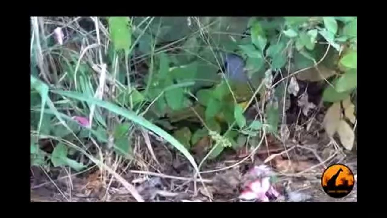 Bird vs Snake